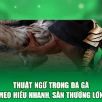 Thuật Ngữ Trong Đá Gà - Mẹo Hiểu Nhanh, Săn Thưởng Lớn
